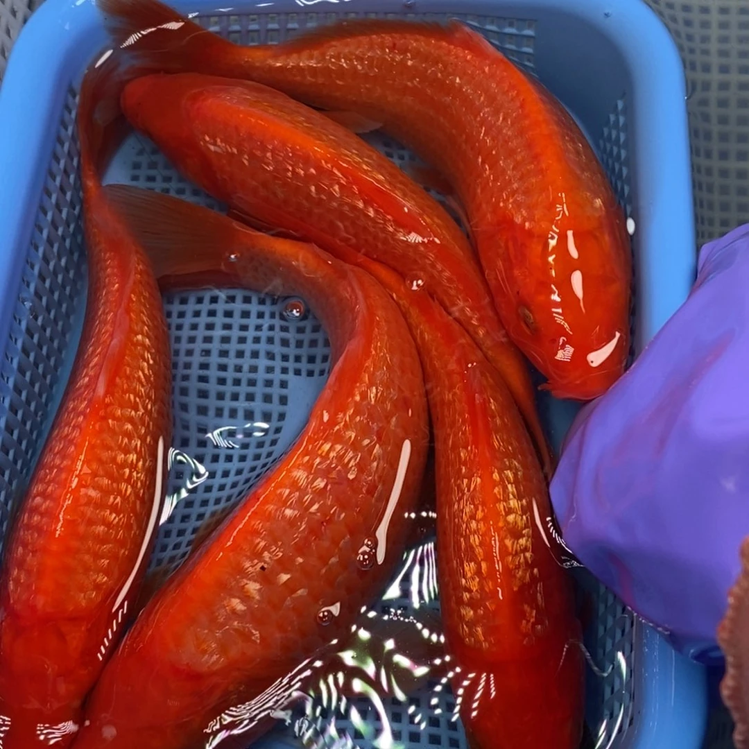 锦鲤冷水锦鲤包邮 5