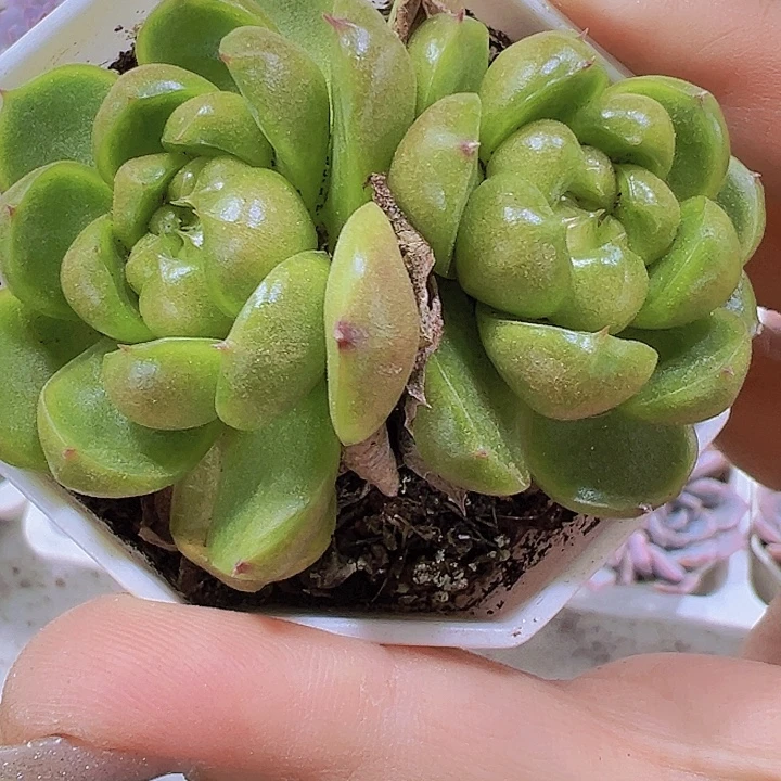 8角盆双头莱拉珍妮19包邮