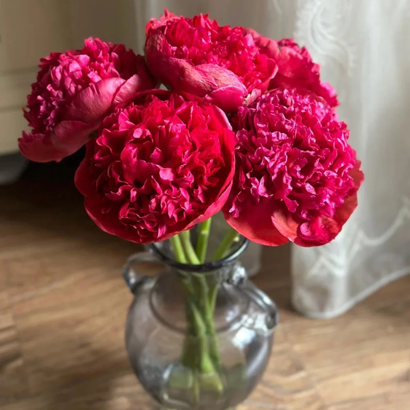 现货【御前表演】精品A+变色大芍药进口品种 菏泽基地直发