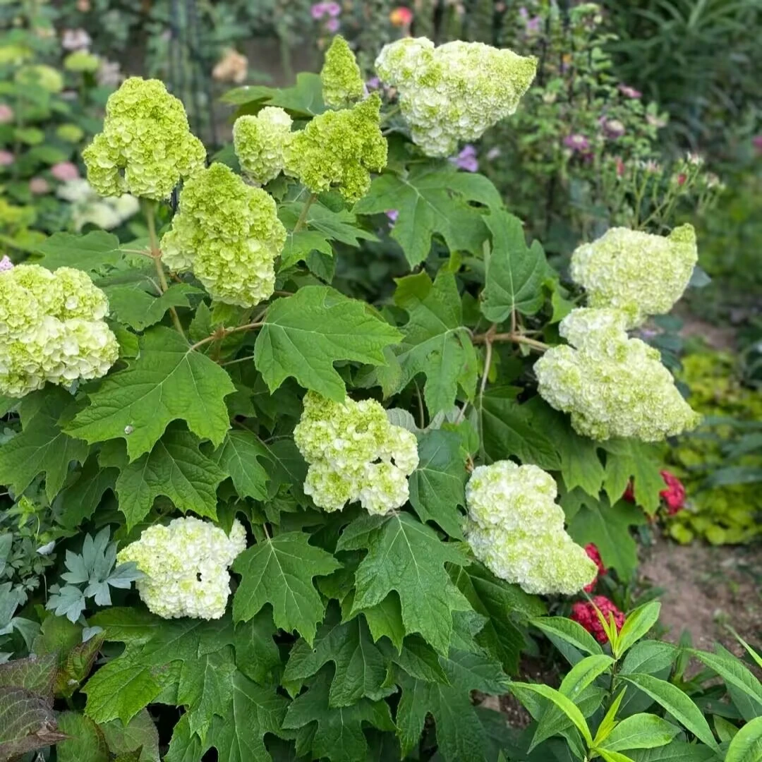 栎叶绣球和声 绣球花盆栽带花苞庭院阳台新手易养护喜水植物