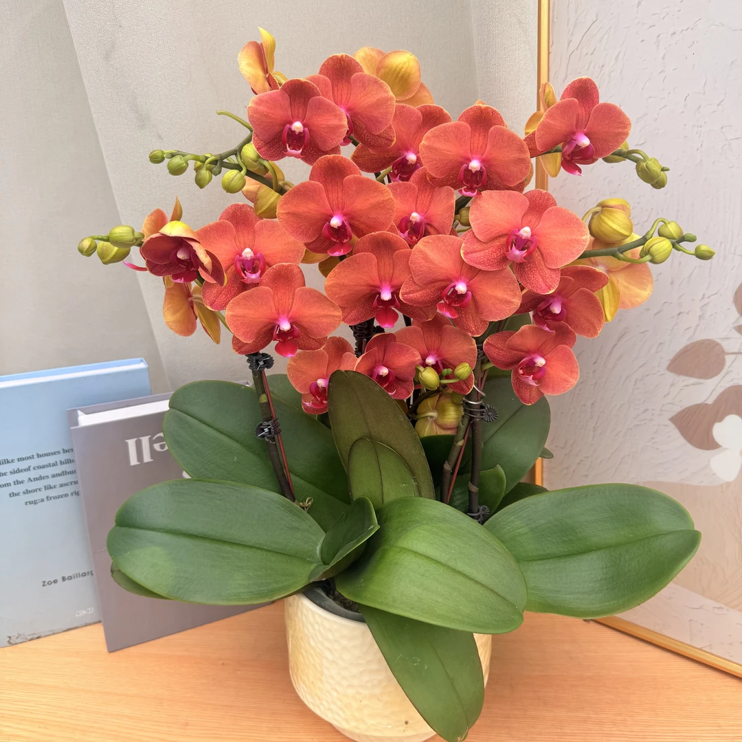 蝴蝶蘭《椪柑》年宵复古色系  蜡质花花 基地直发