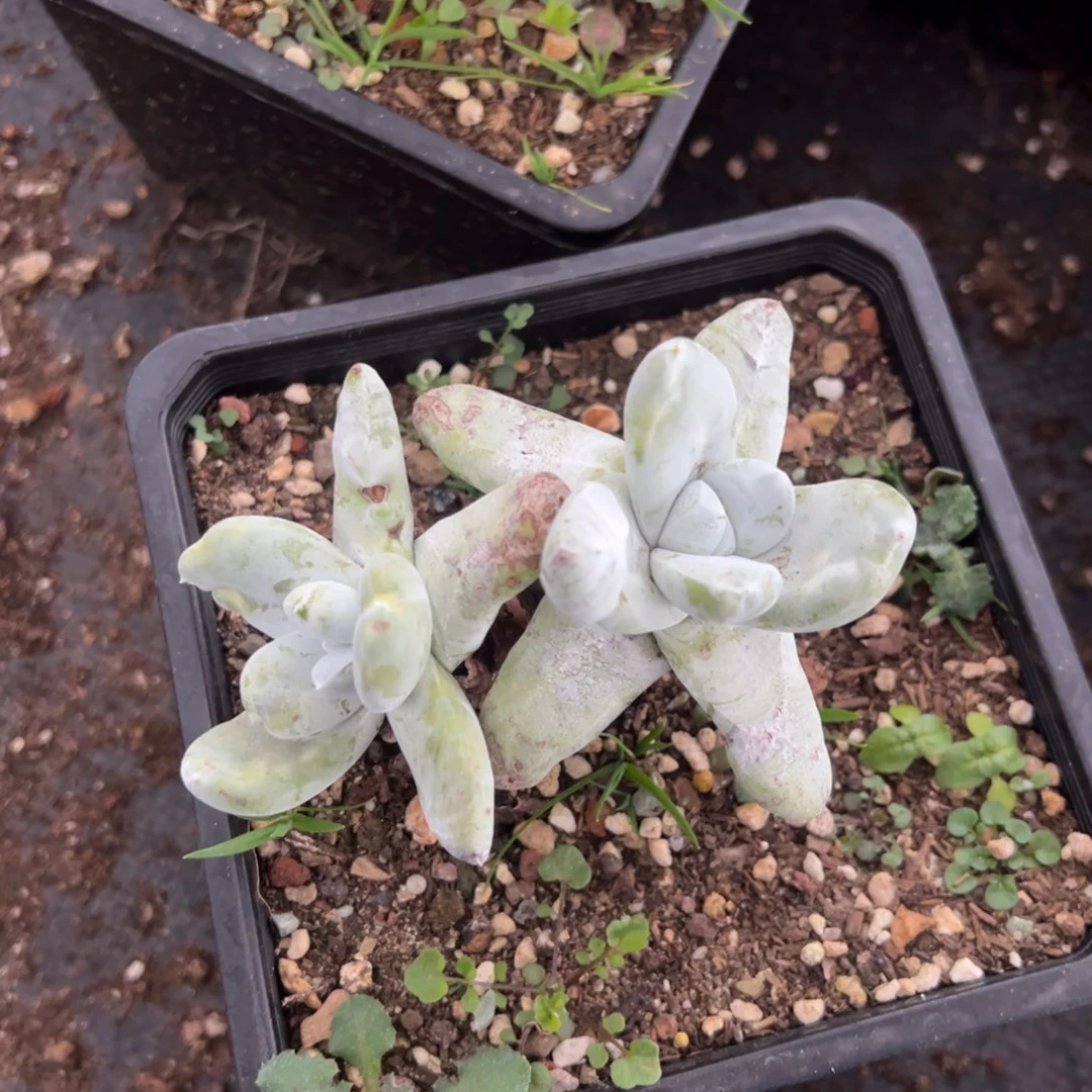 2890双头拇指哈哈哈哈哈哈