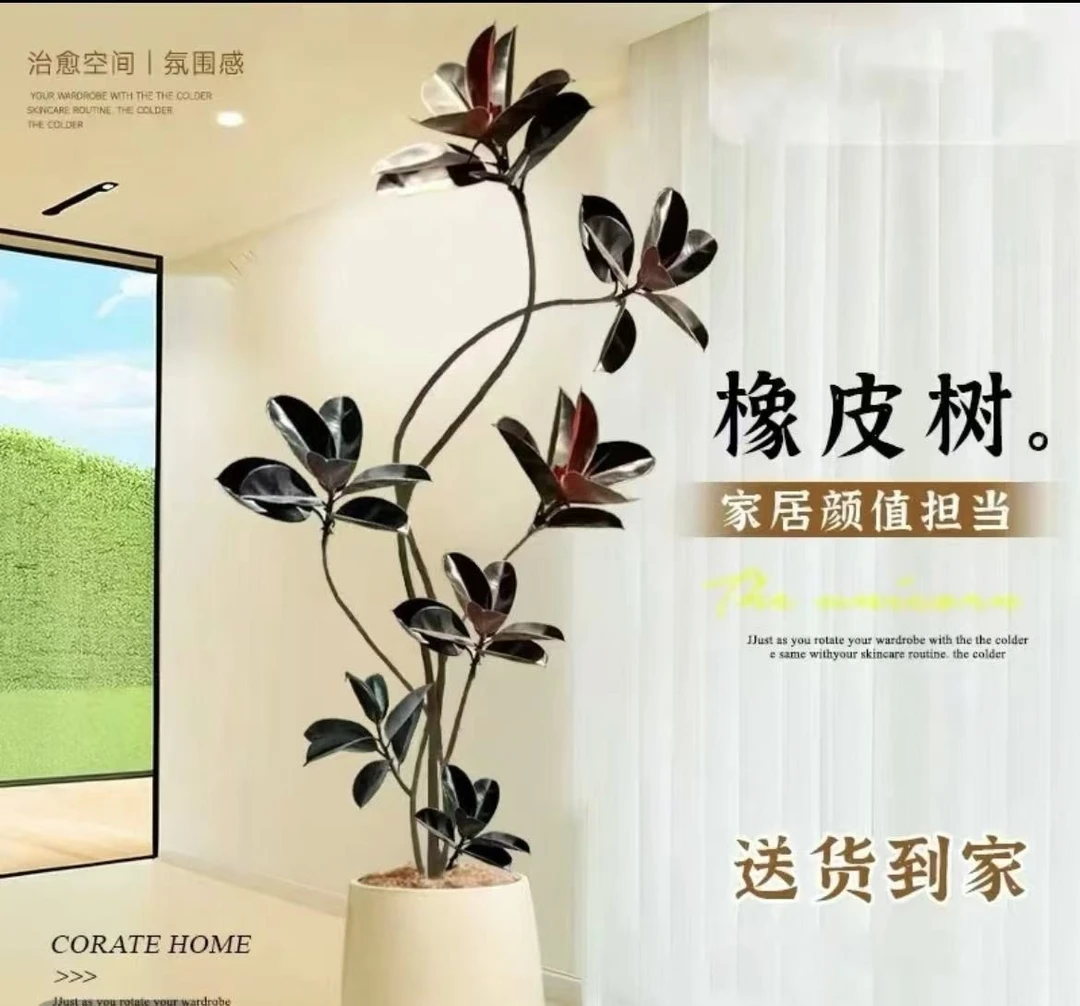 橡皮树黑金刚大型室内盆栽客厅办公室网红植物多层步步高造型绿植