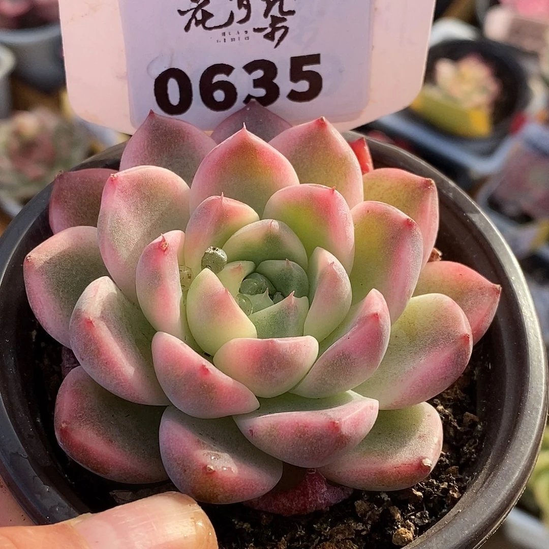 635东云杂哈哈哈哈哈