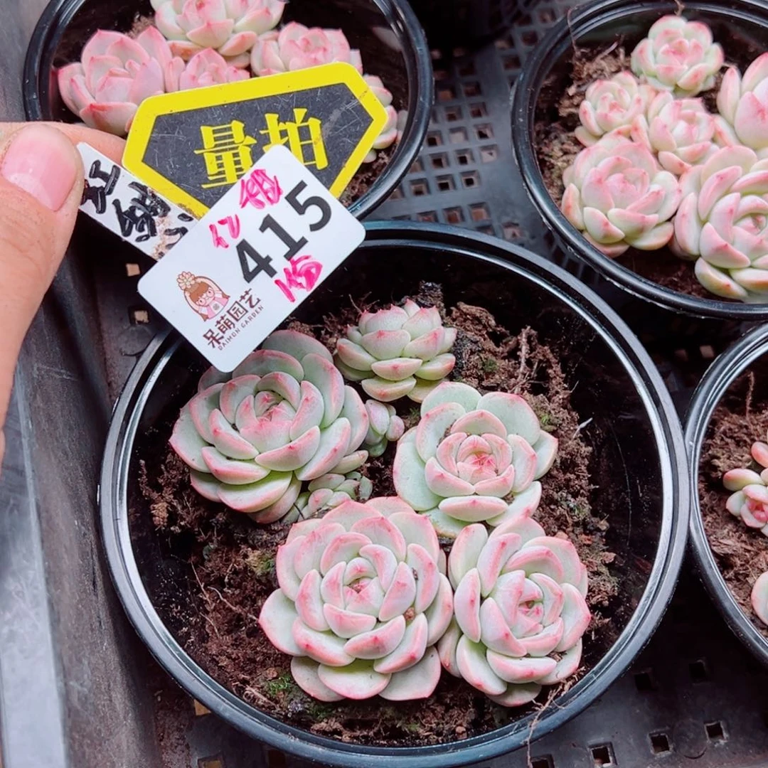 多肉植物多肉植物