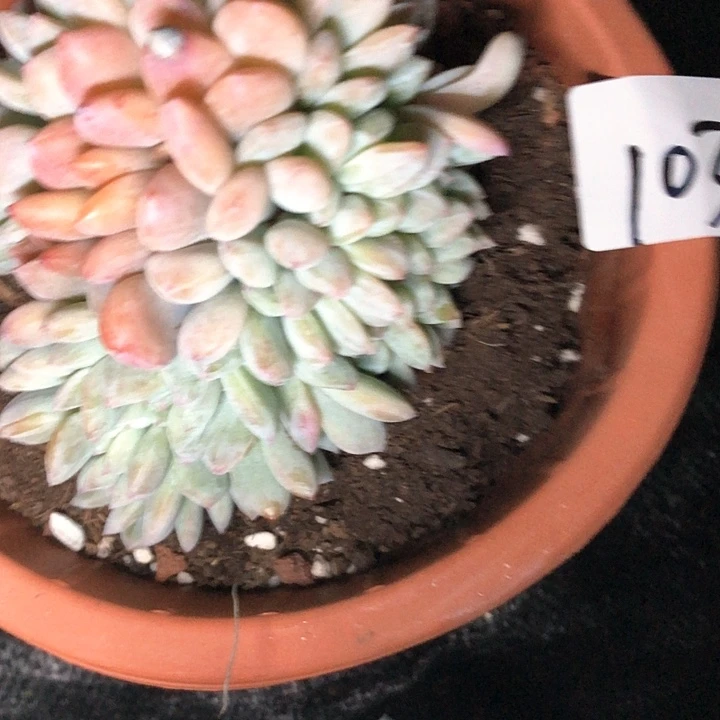 百*果103///////////////////