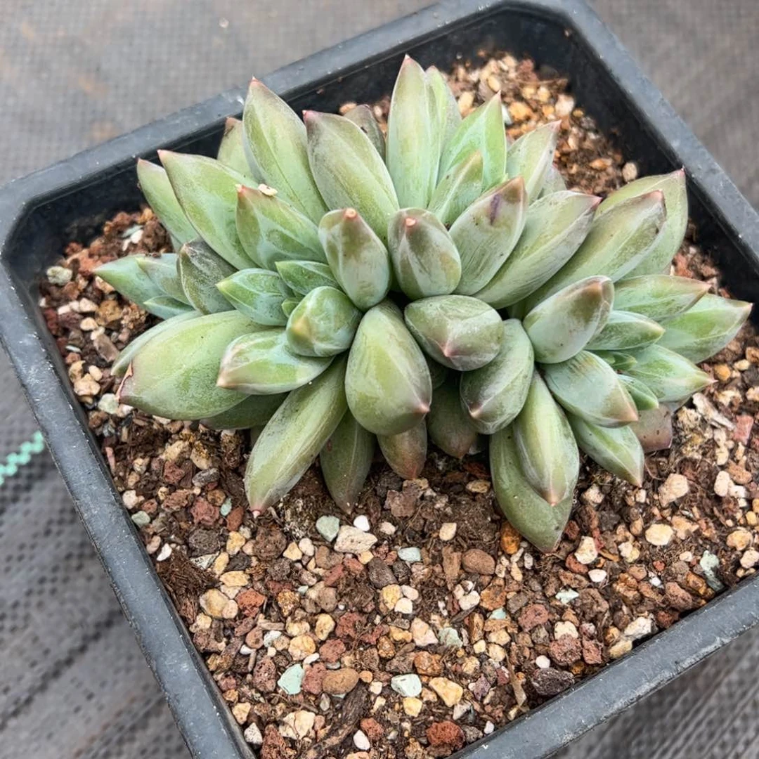 露*卡重楼多肉植物好看