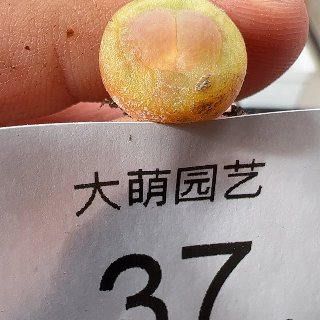 000037 一物一拍……