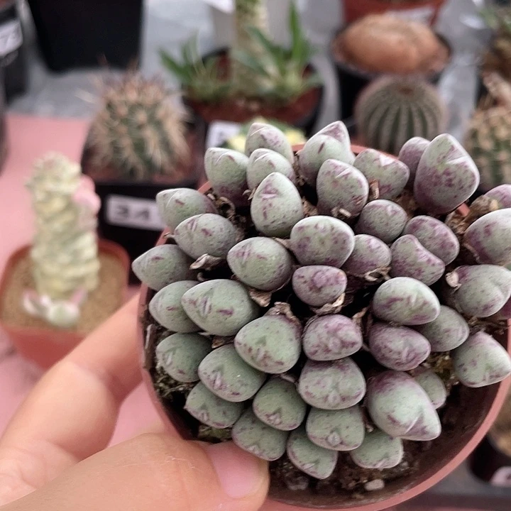 363口笛多头肉椎，