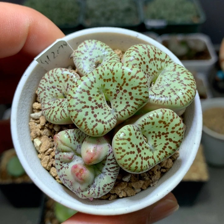 精品多肉植物精品霓虹安贞