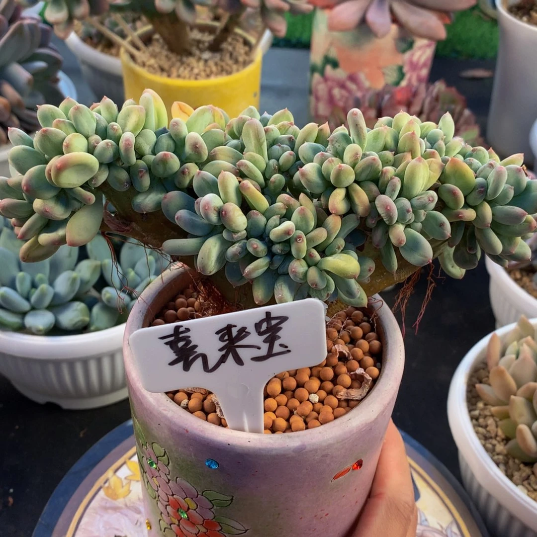 稻田姬好看好看好看