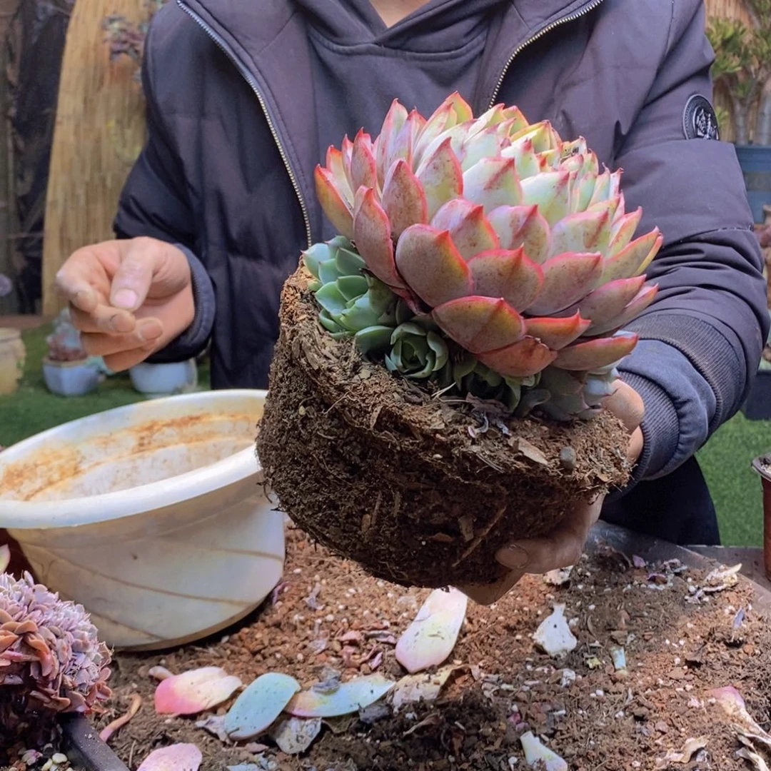 秋***?114号赫拉00000