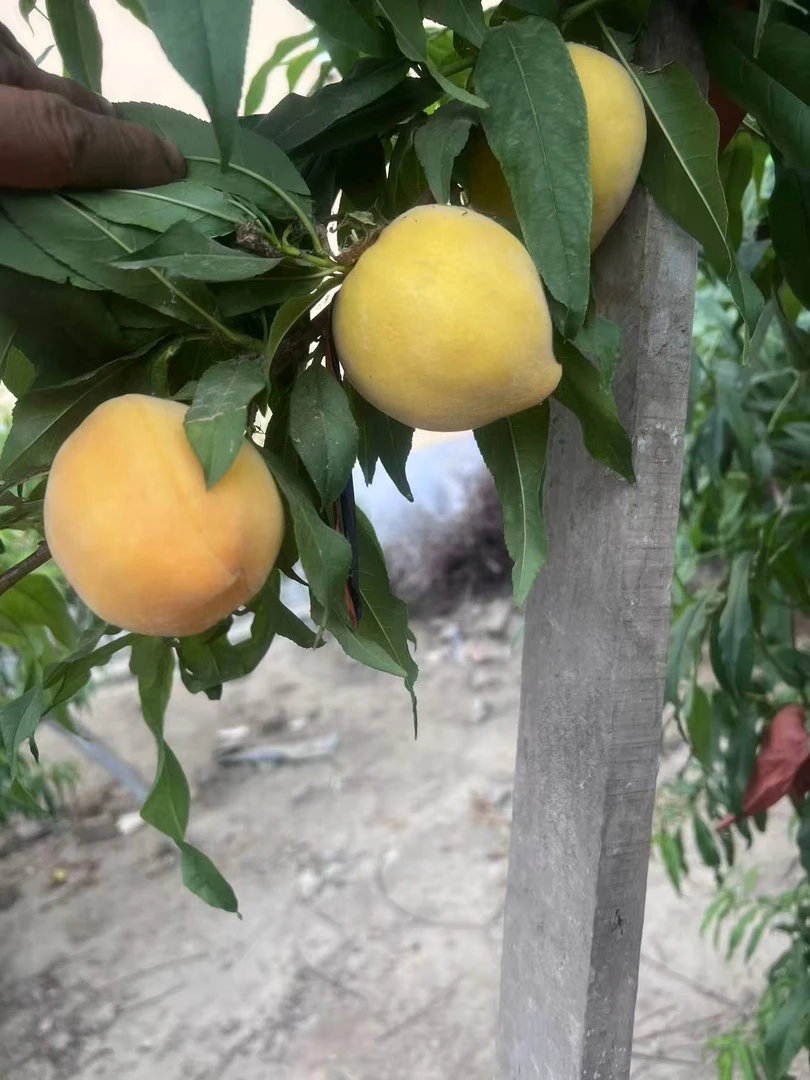 河南农家自种黄金蜜黄桃锦绣脆甜软糯多汁现摘现发产地直发包邮