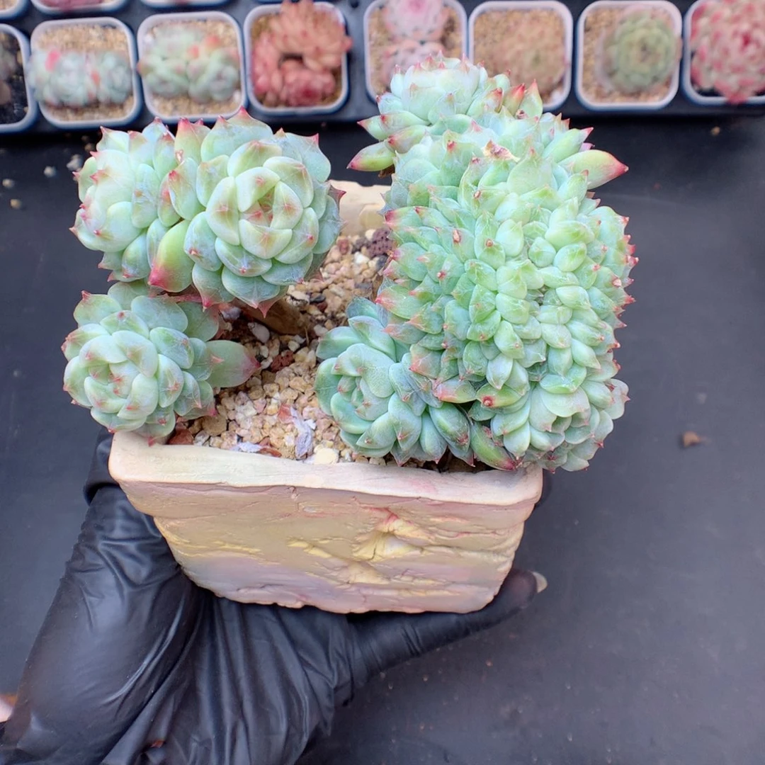 多肉植物。 冰魄树53