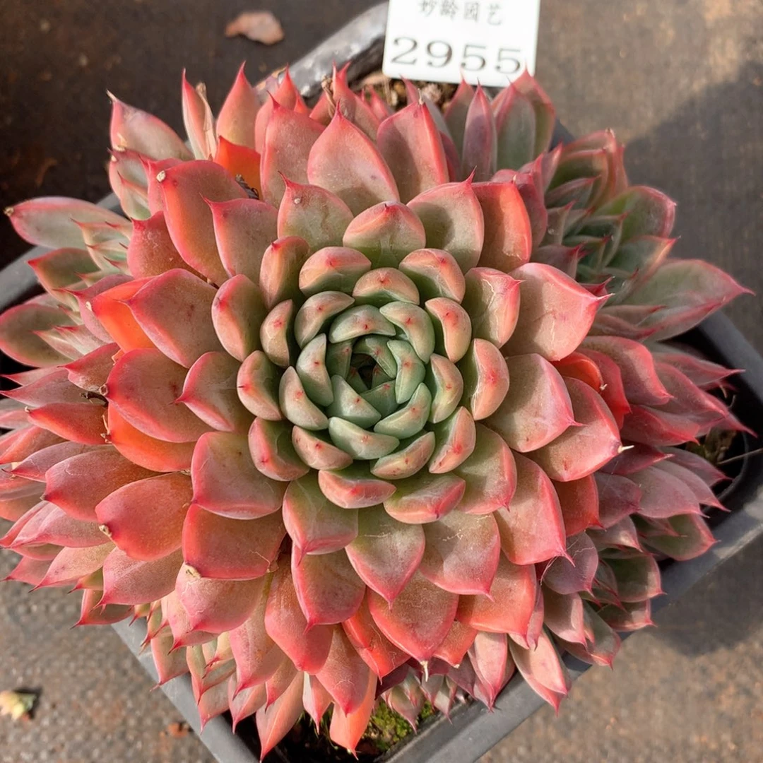 2955杂交多肉植物
