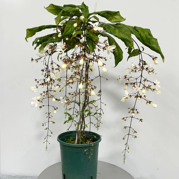 泰国垂丝茉莉室内观花仙气飘飘网红绿植