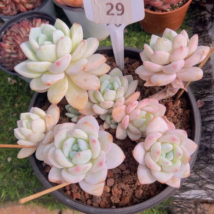 健健康康平平安安