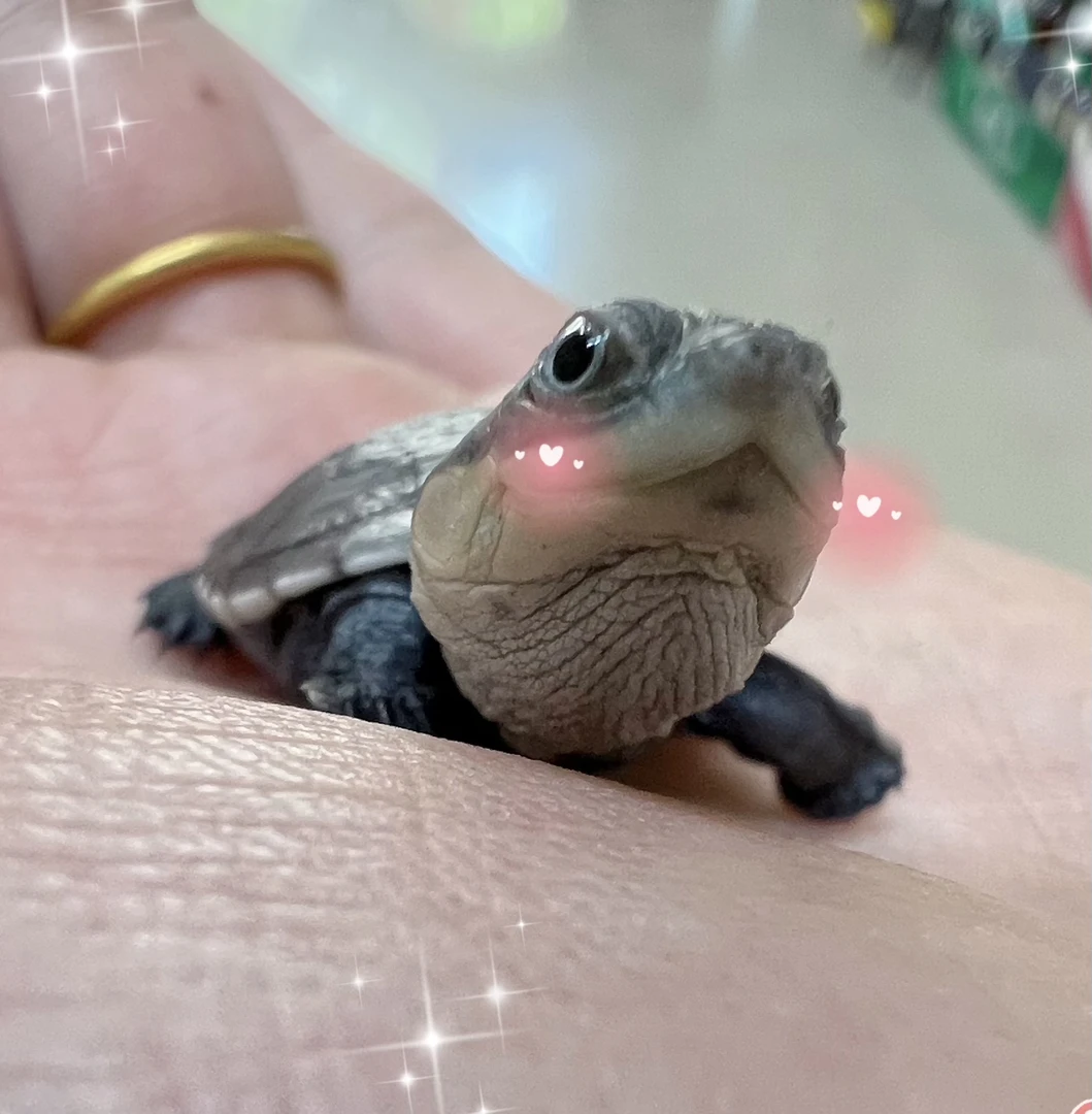 沼泽侧颈龟西非沼泽龟超萌笑脸深水龟互动性强