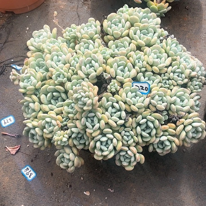 220鹅卵石一物一拍多肉
