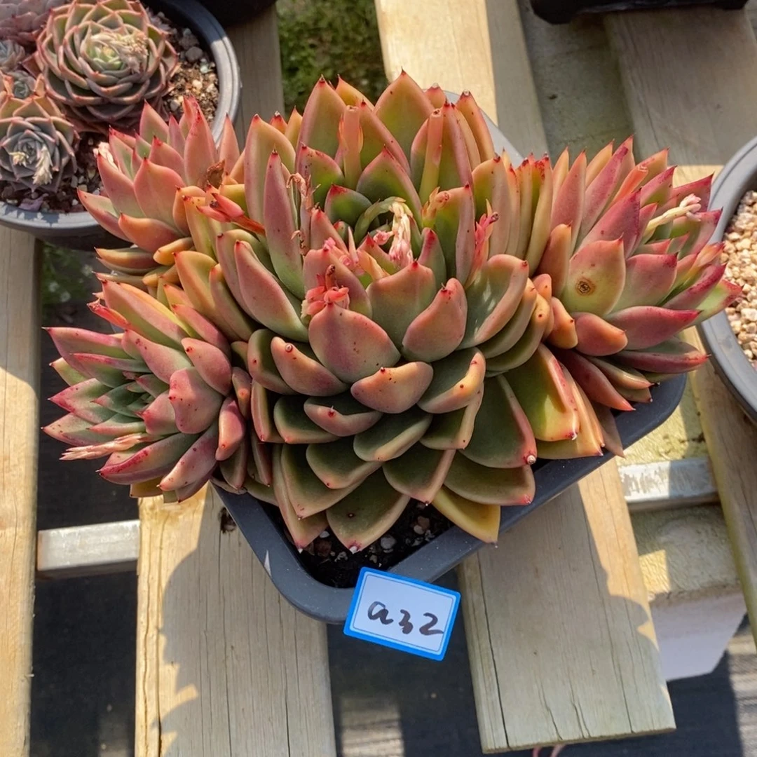 用****4福利大漏a32