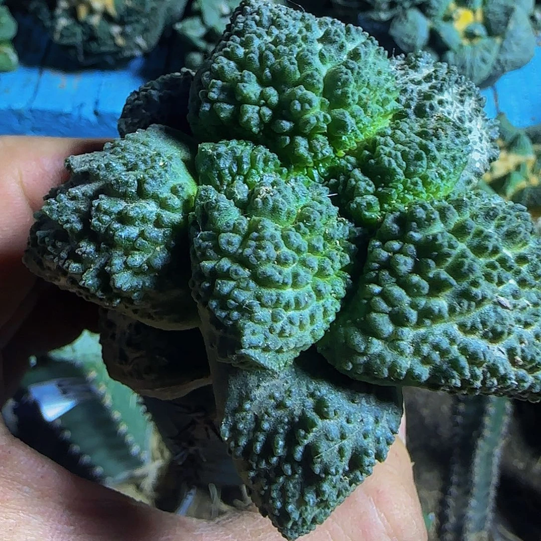 大尤菜花752仙人球