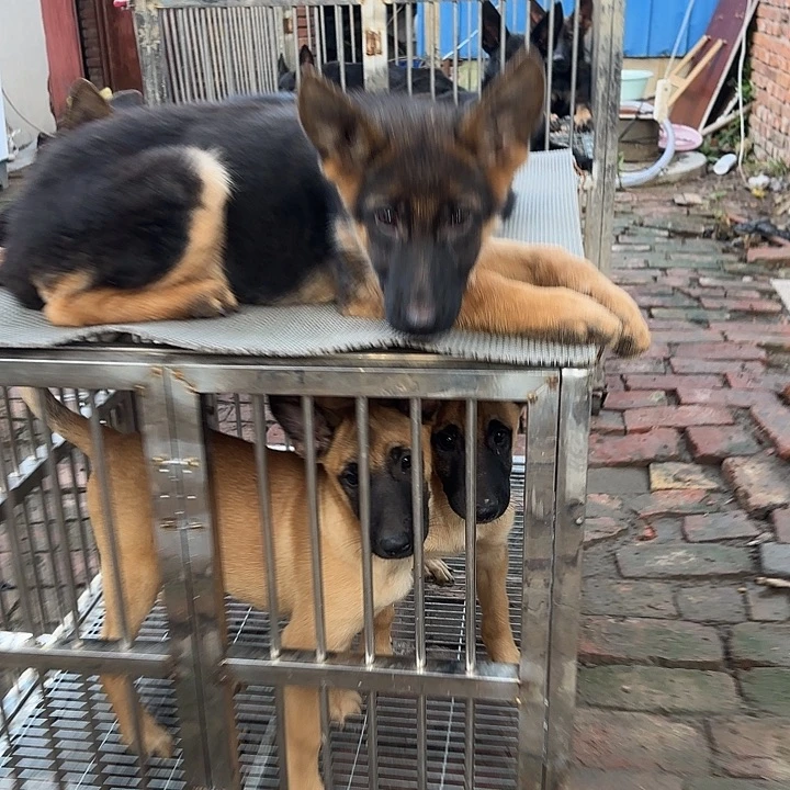德国牧羊犬粉丝团成员