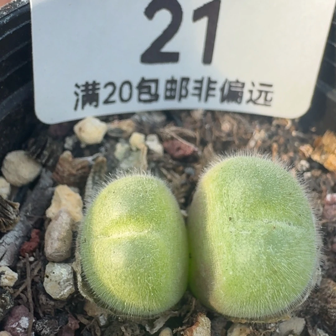 长毛带盆土。