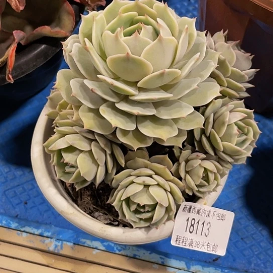 月*露娜连18113多肉