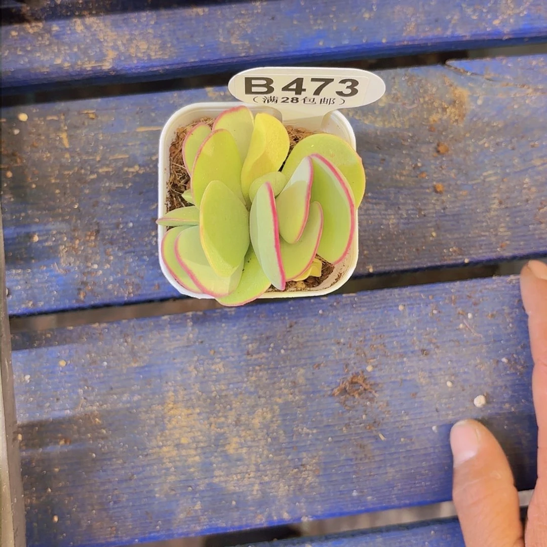 B473白眉一物一拍