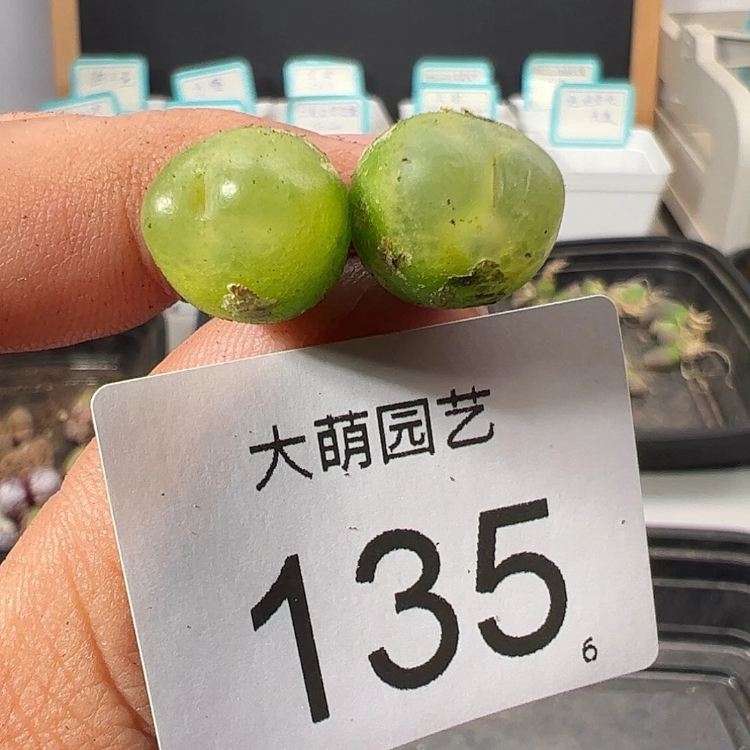 0000135 一物一拍……