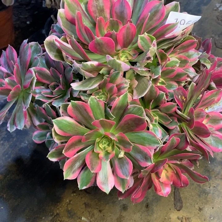 妖月多肉断头不包1969