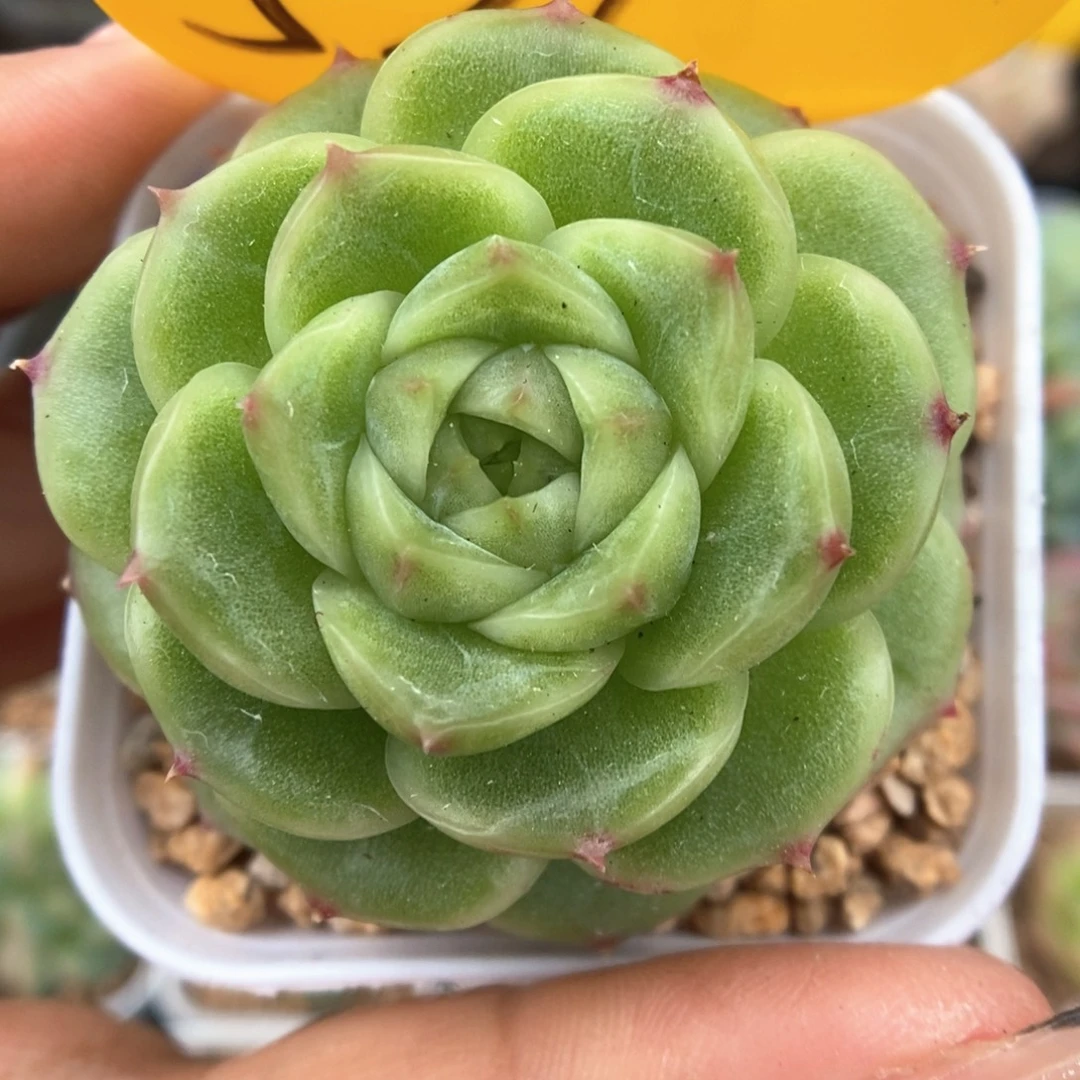 蜜蜡麦秆可拍521号