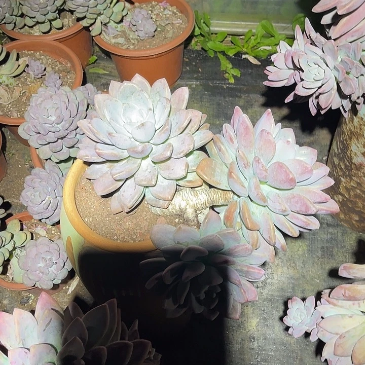 不***.奥普林娜整群老桩子
