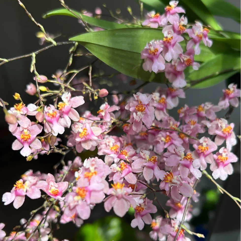 【缤纷甄选】精品光宗粉文心兰3-5花剑到手一盆