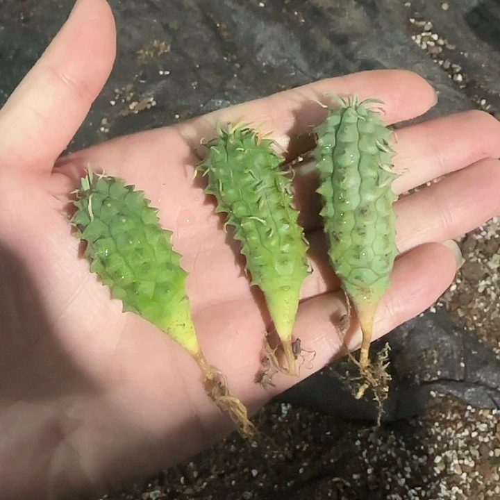 群星冠多肉植物3颗