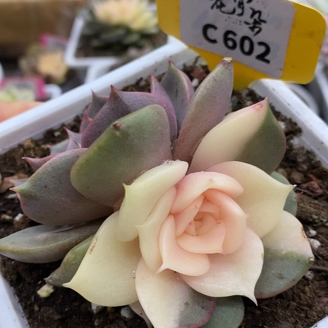 602贝加尔湖high哈哈