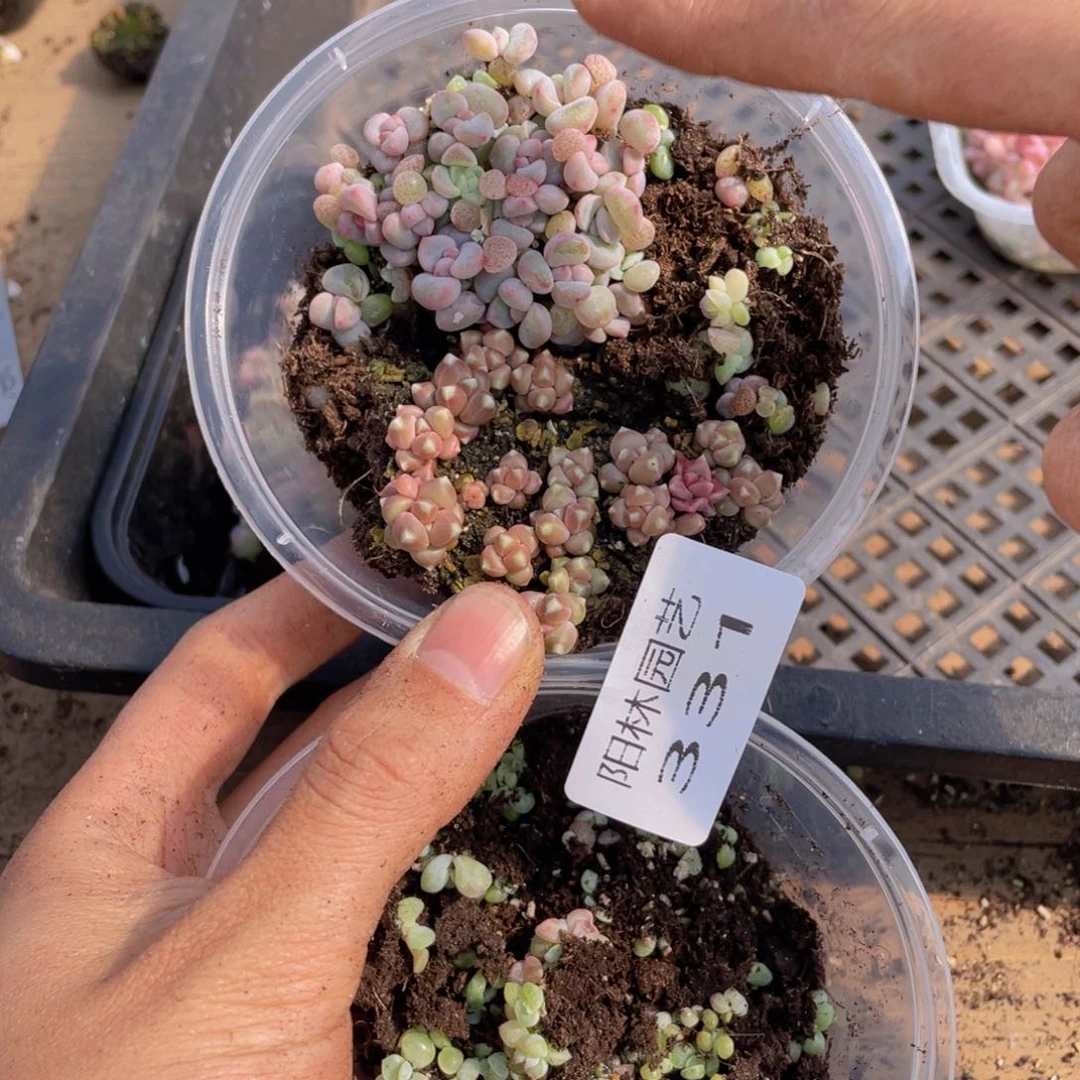 多肉植物多肉植物331