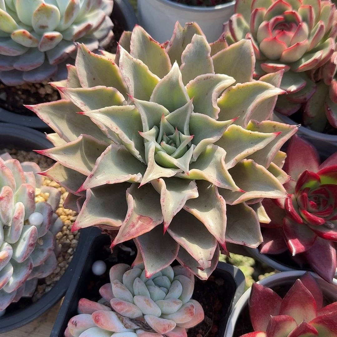 大单头饺子皮多肉植物