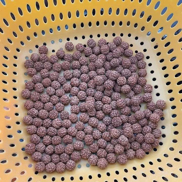 金刚菩提手串自己打孔1.0左右200颗5星双龙老树梅花