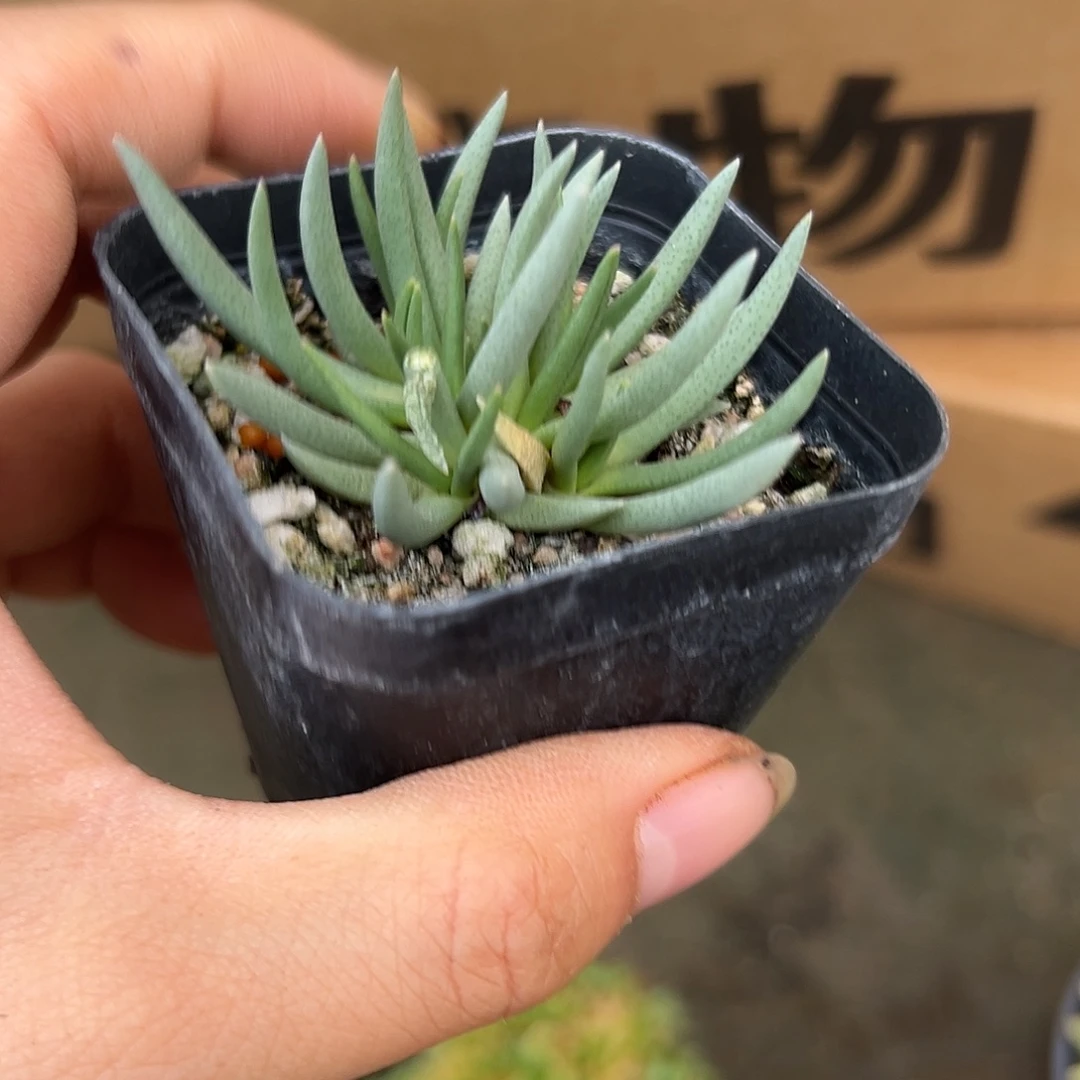 杜呃呃呃呃呃哦哦哦