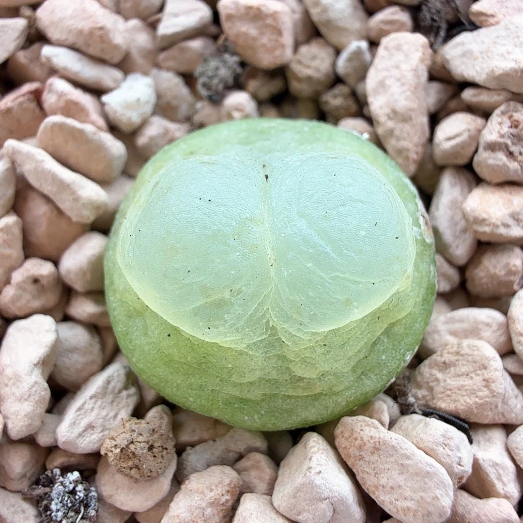 2.2.86/1.3厘米Sh2606紫皮拉登