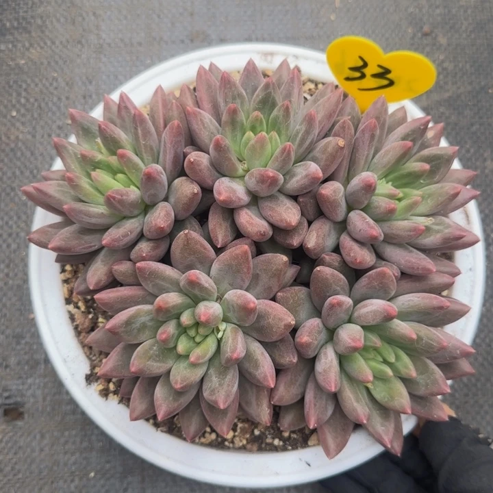 水晶球个体多肉植物