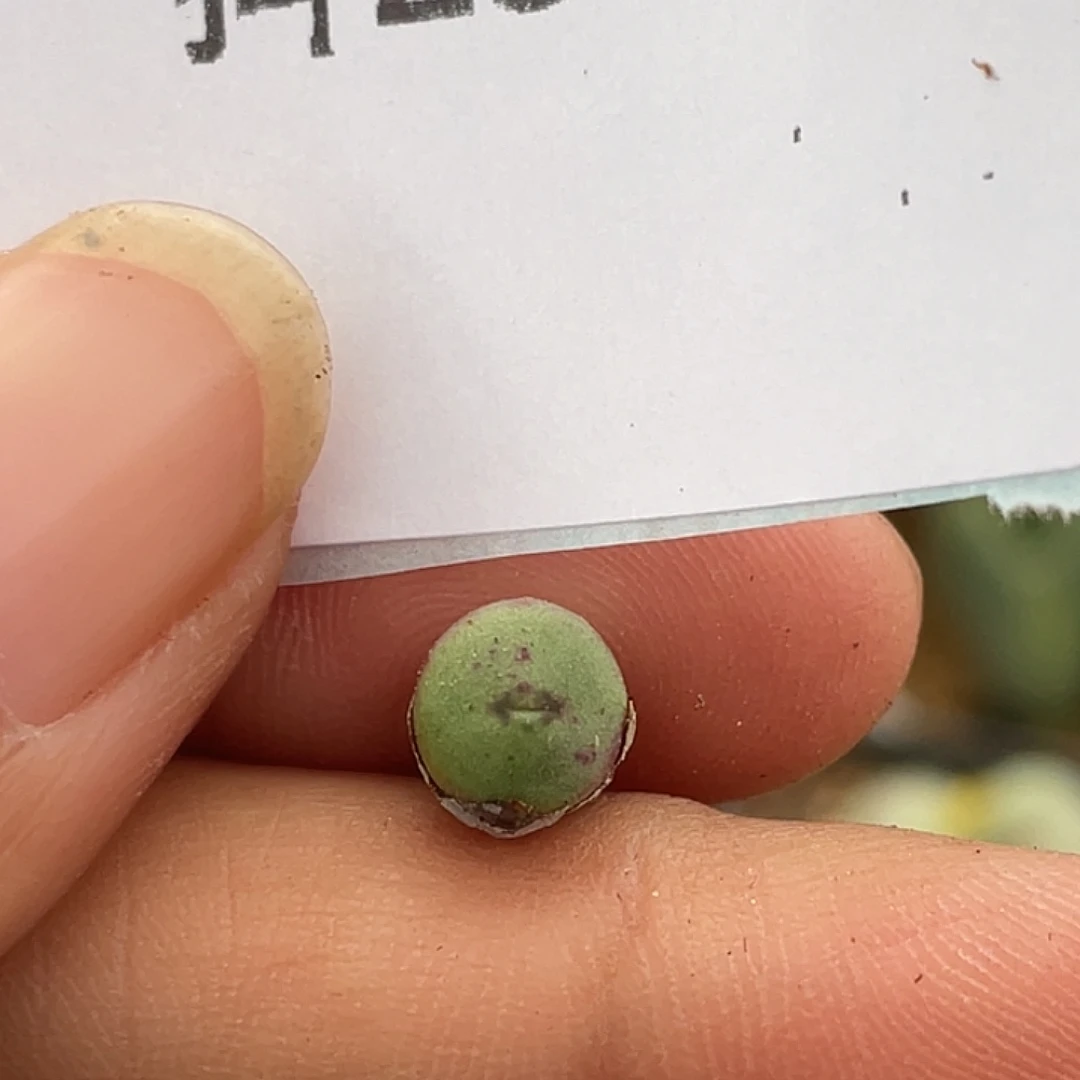 28-71嘴多肉植物肉锥