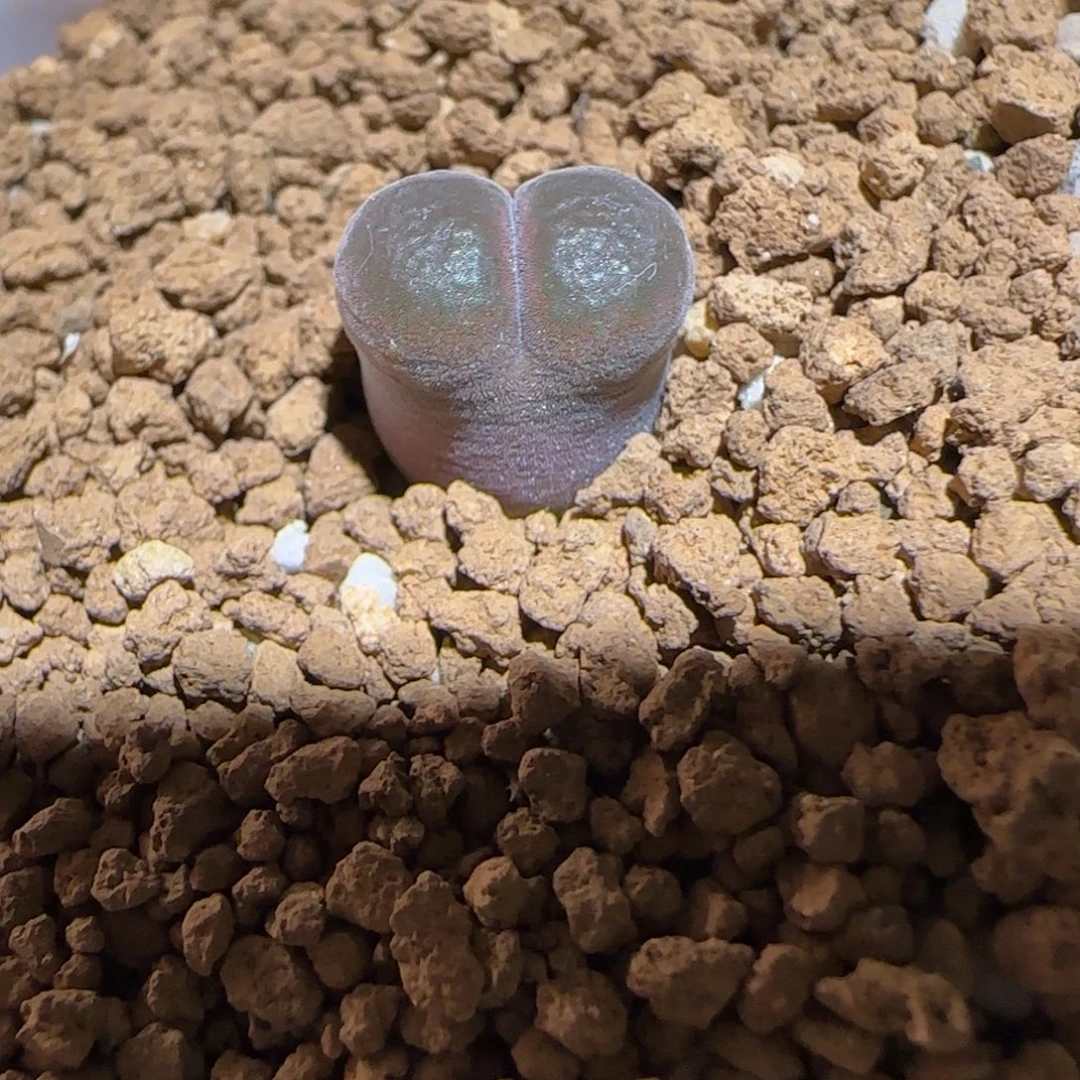 肉锥多肉植物组合-流沙637