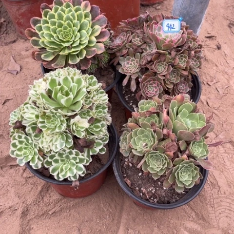 942多肉植物组合，