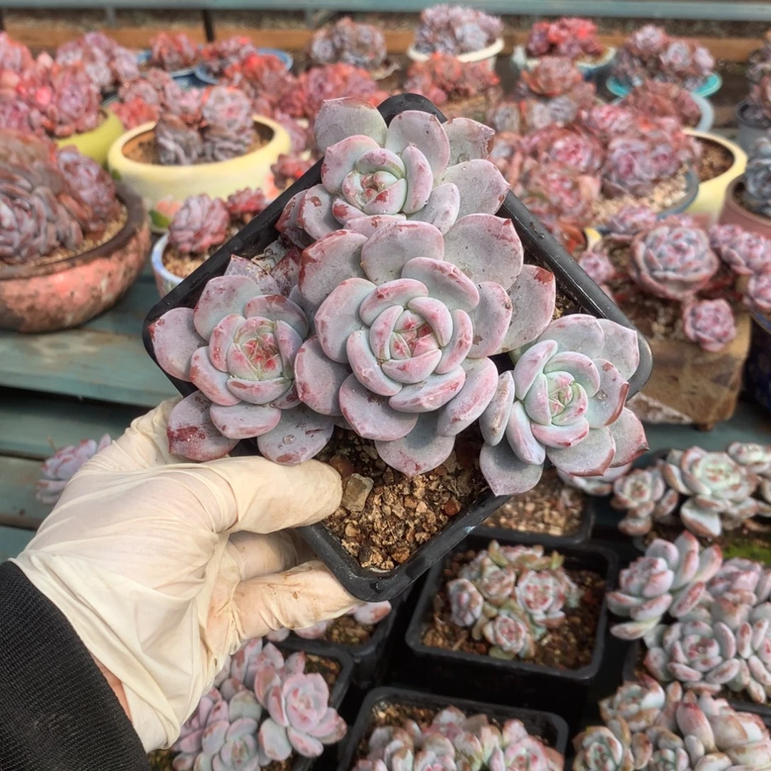 无花朵哈哈哈哈哈哈哈哈哈30