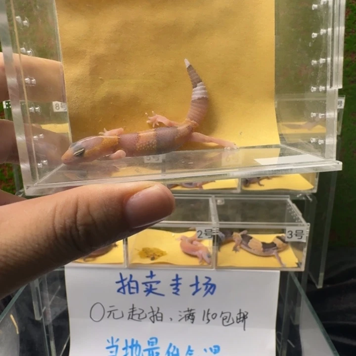 肥尾守宫橘白0元起！