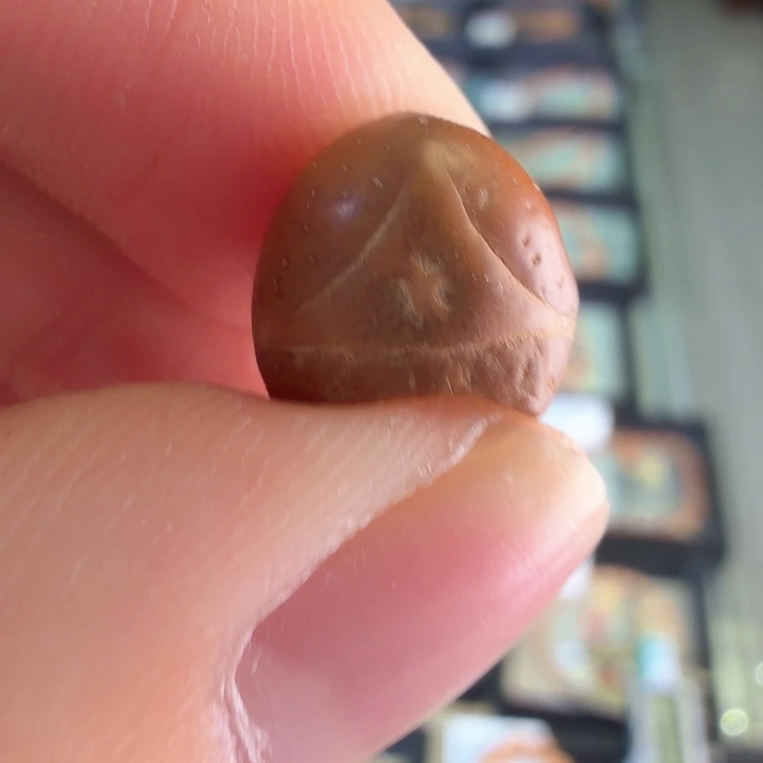 吊坠凤眼菩提2127