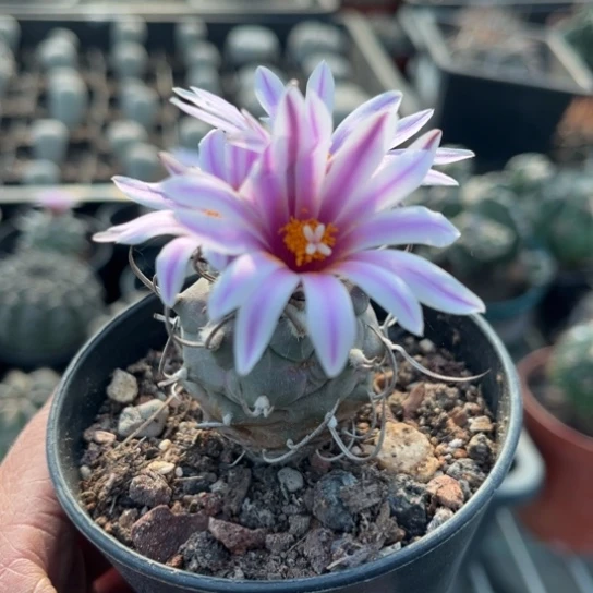 当前无花栽培后可以开花实生升云龙娇丽