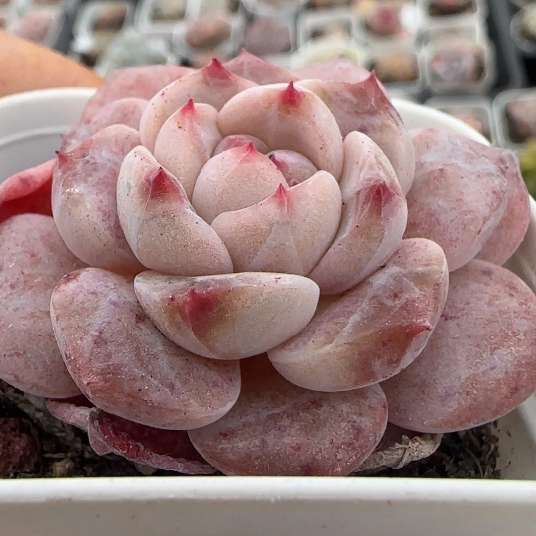 小卡拉米糖心一物一拍